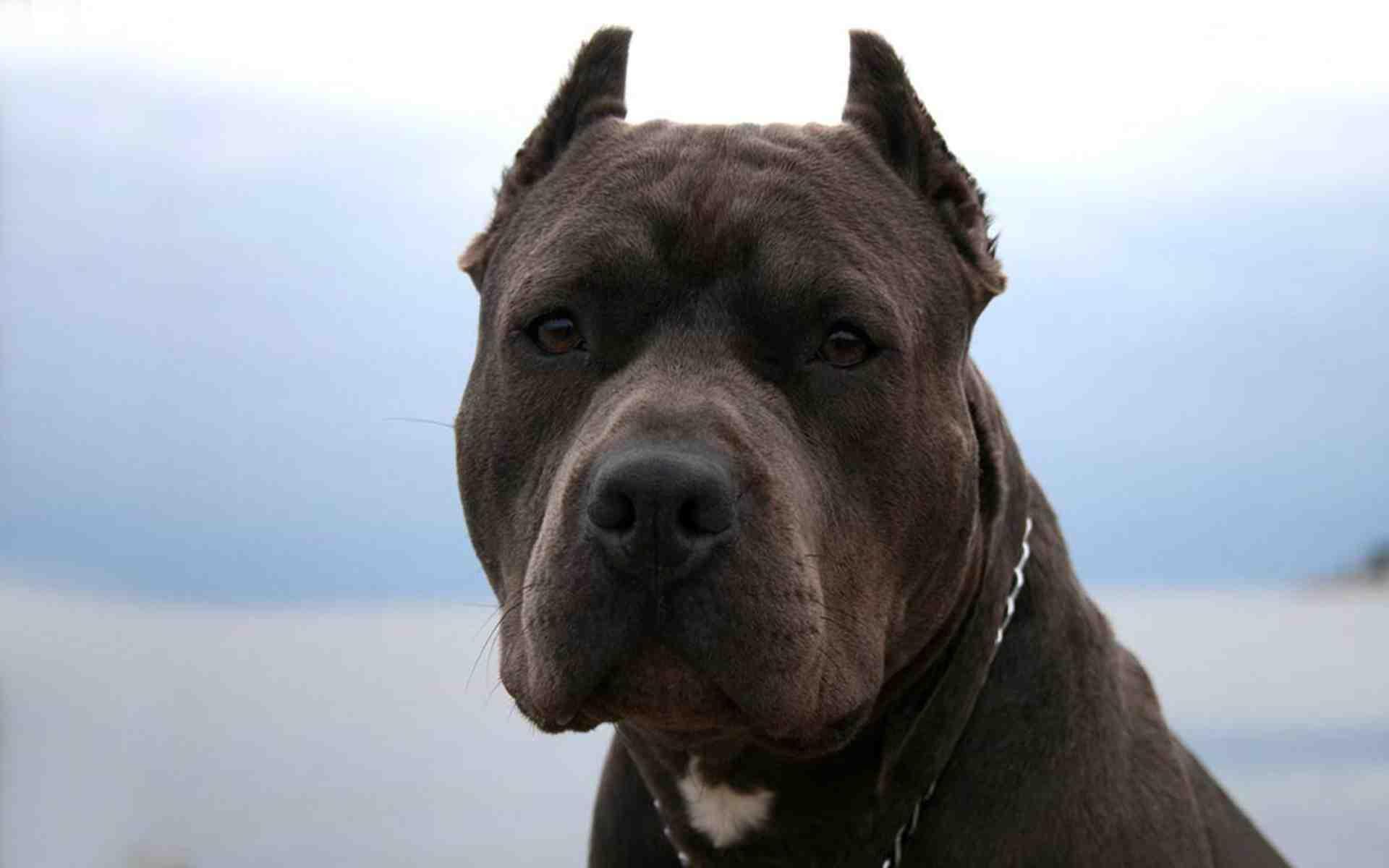 Pitbull Pack 3 Dog Wallpaper